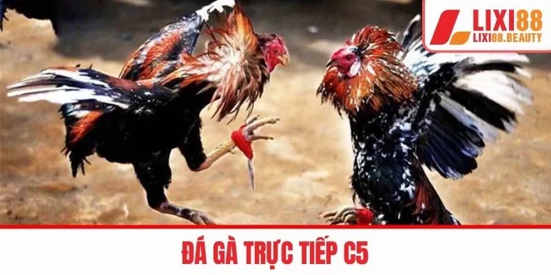 đá gà trực tiếp c5