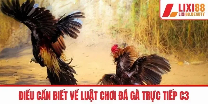 Tất tần tật về luật chơi đá gà c3