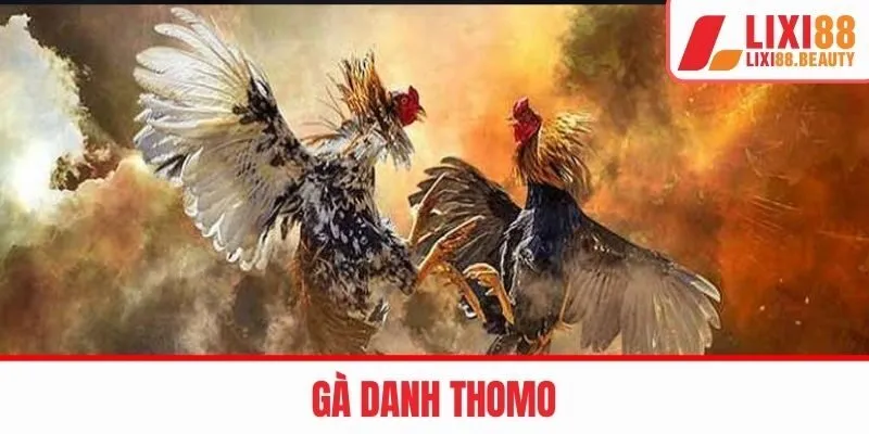 gà danh thomo