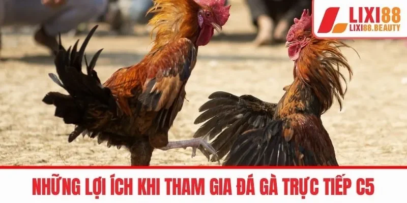 Điểm mạnh nổi bật khi tham gia đá gà c5