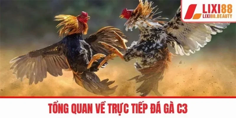 Khám phá sơ lược về đá gà trực tiếp c3 tại LIXI88