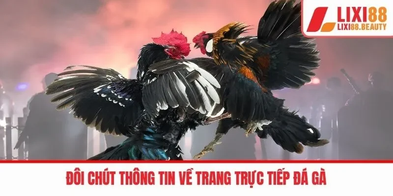 Đôi chút thông tin về trang trực tiếp Đá gà 