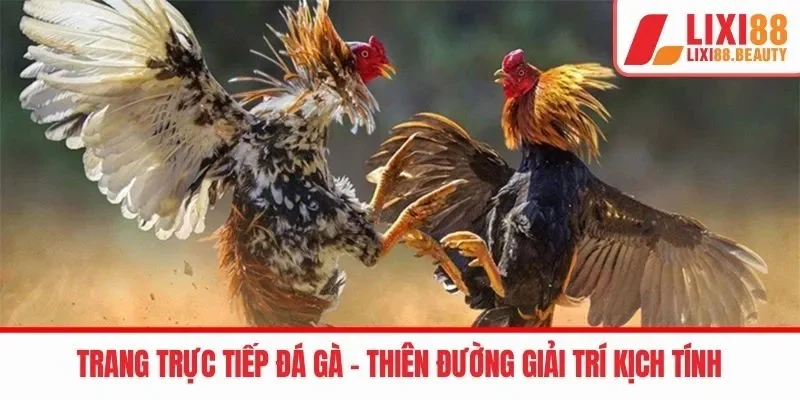 Trang trực tiếp Đá gà